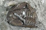 Enrolled Griffithites Trilobite & Gastropod - Crawfordsville, Indiana #130174-3